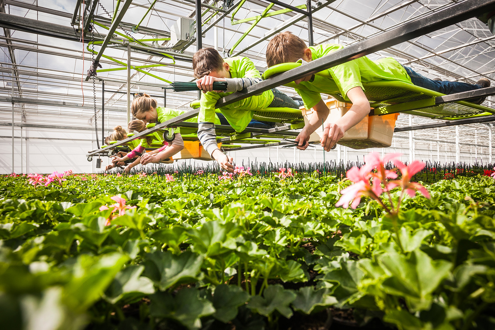 People working in a Greenhouse People working in a Greenhouse