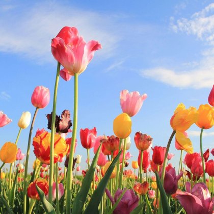 Coloured tulips in bloom with blue sky Coloured tulips in bloom with blue sky