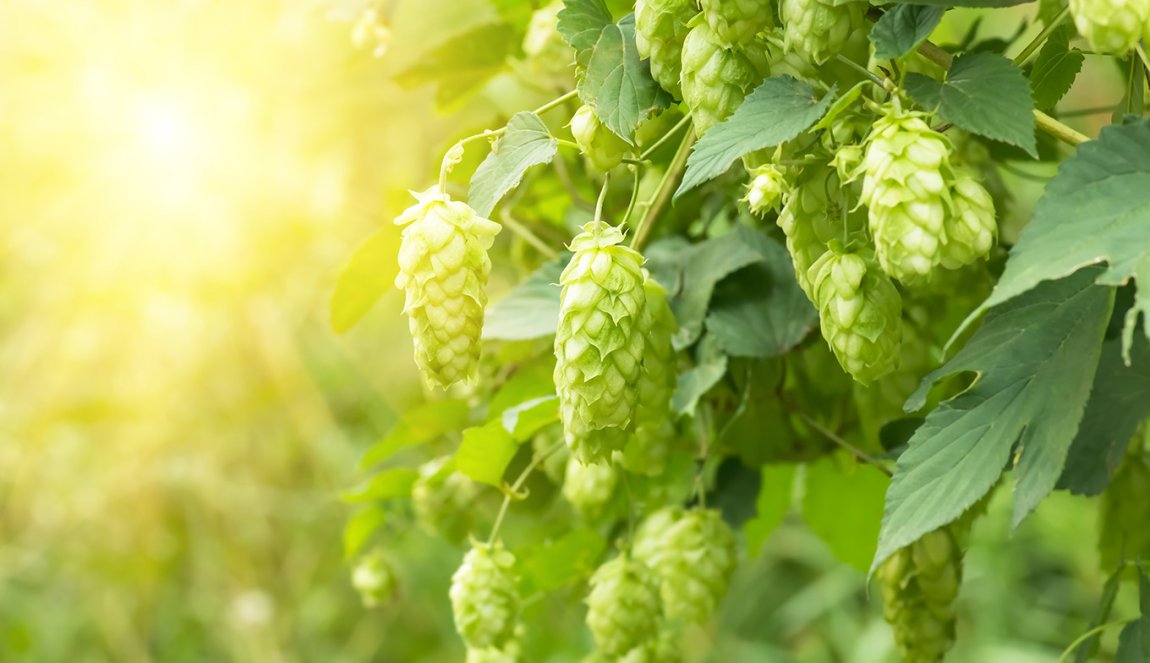 Groene verse hopbellen voor het maken van bier. Groene verse hopbellen voor het maken van bier.