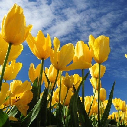 Yellow tulips blue sky Yellow tulips blue sky